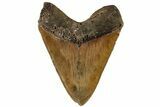 Bargain, Fossil Megalodon Tooth - North Carolina #199709-2
